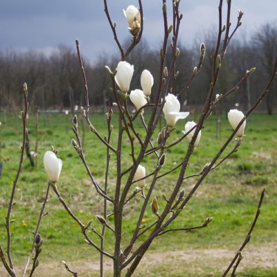 Boom van de maand: April 2016 (Magnolia denudata)