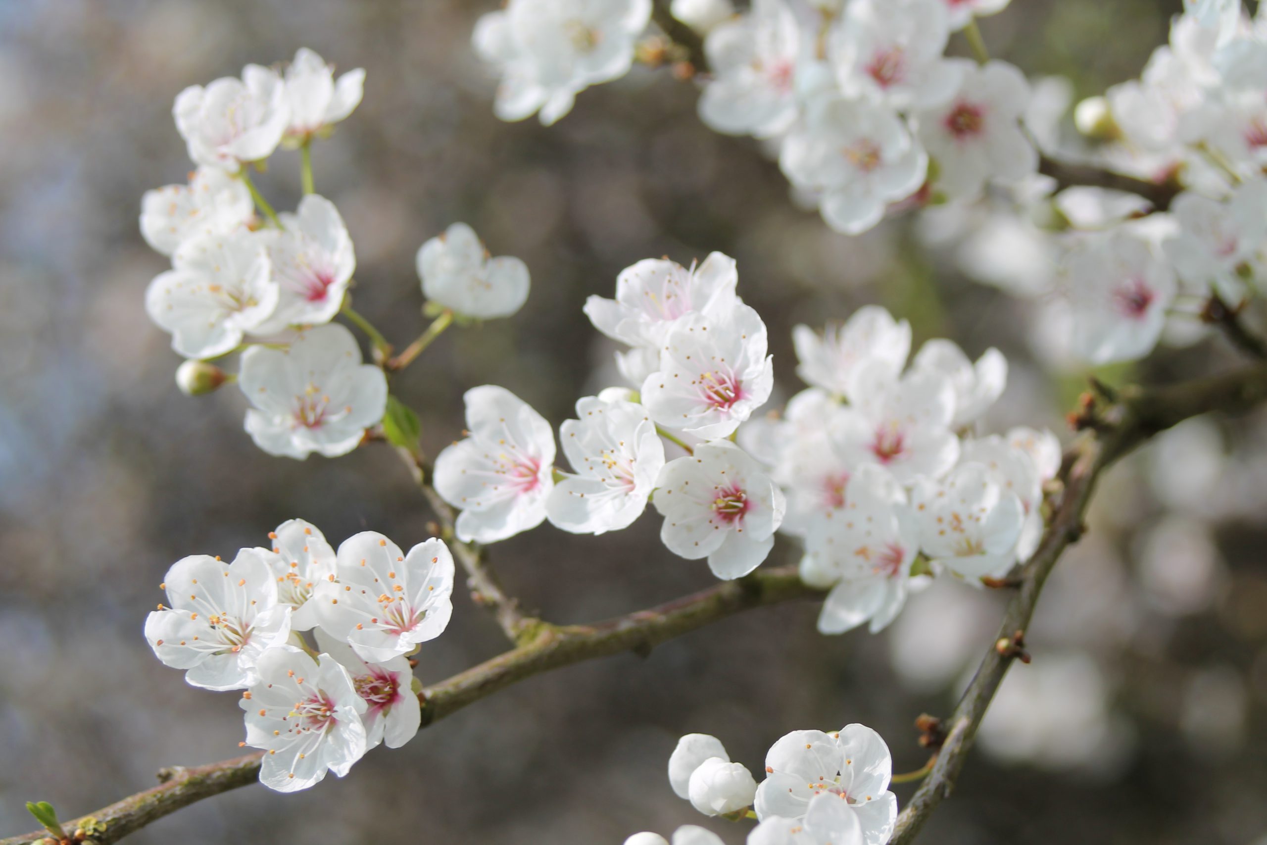 Natura Standaard Besnoeiing Boom van de maand: Maart – Arboretum Assen