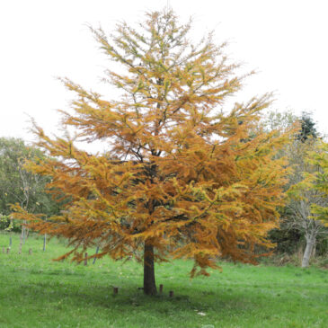 Boom in zicht: De Goudlarix