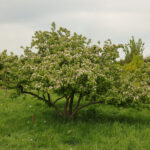 Boom in zicht: De Kwee(peer)