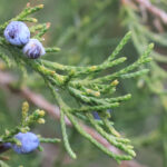 Adoptieboom opgedragen aan bijzondere vrouw