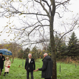 Jubileumboom, een Robinia viscosa