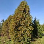 Boom in zicht Wierookceder