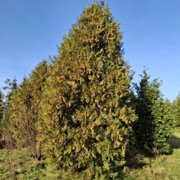 Boom in zicht Wierookceder